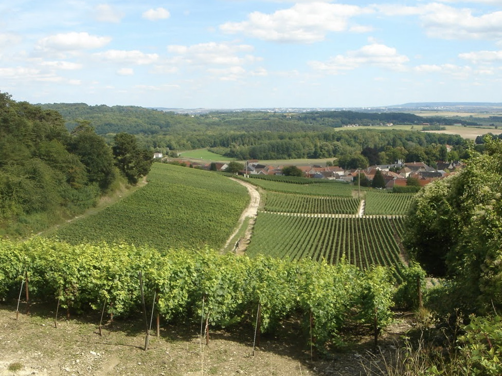 Vines de Trigny