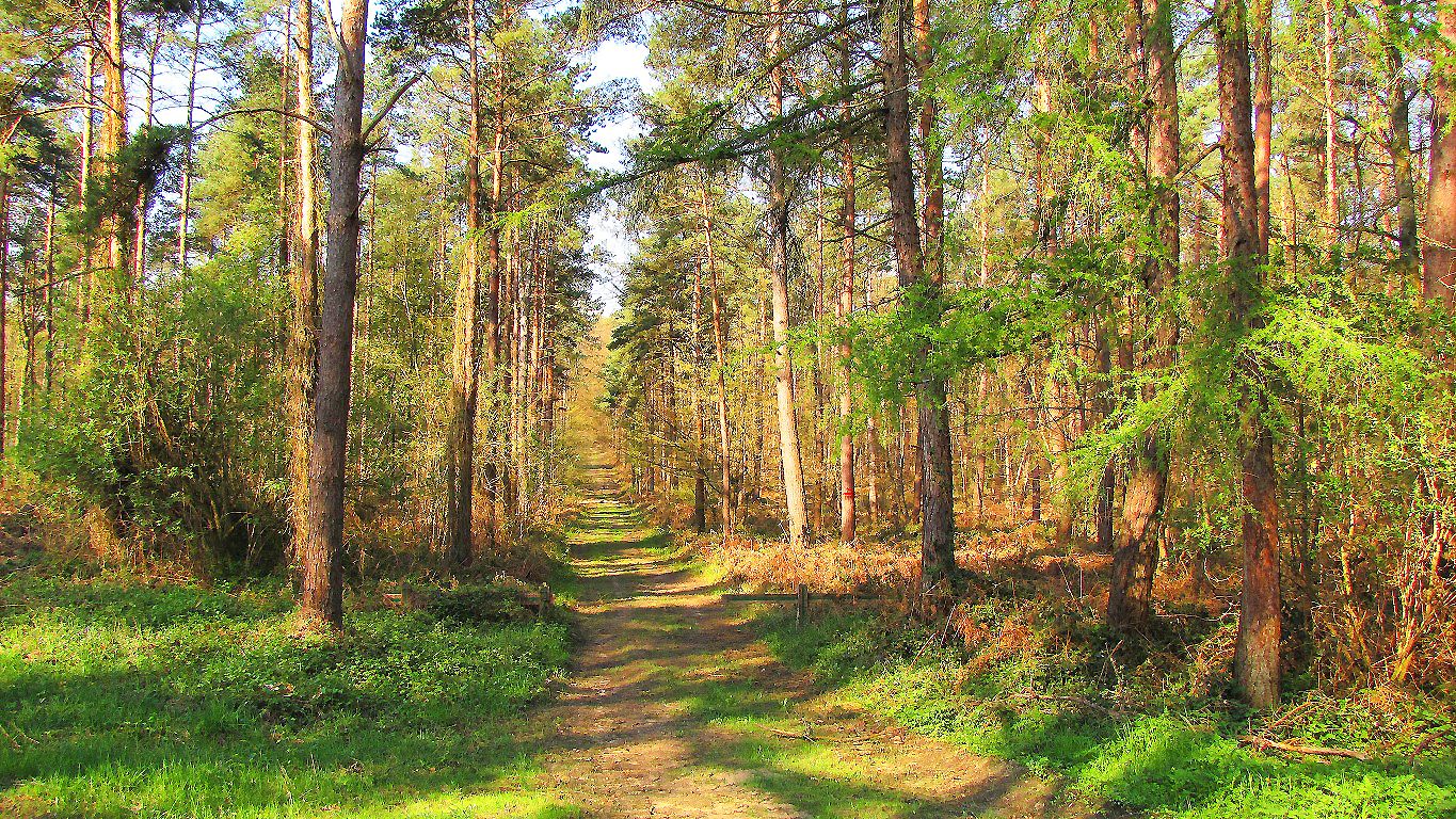 Forêt de Laigue