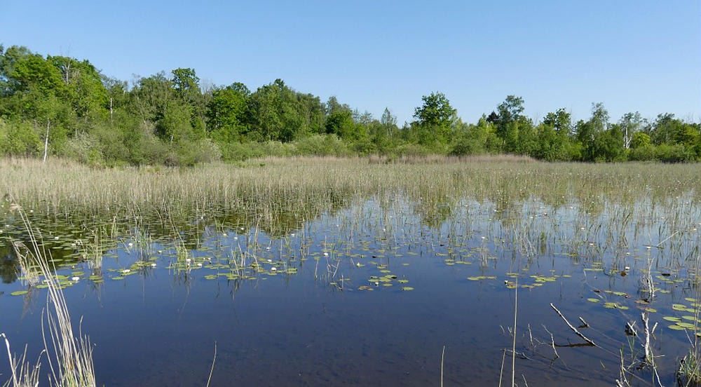 Marais de Pierrepont