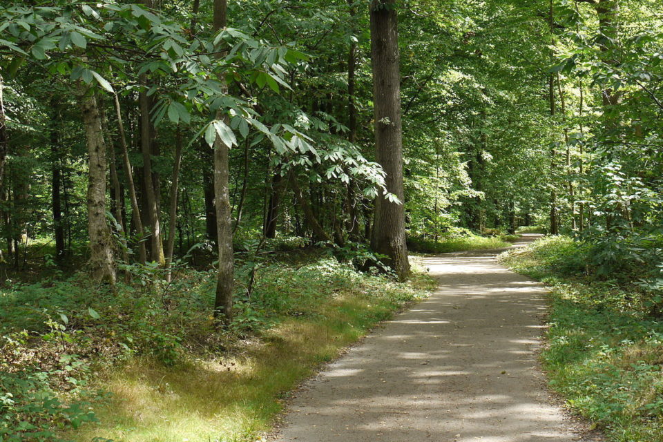 Forêt de Ferrières