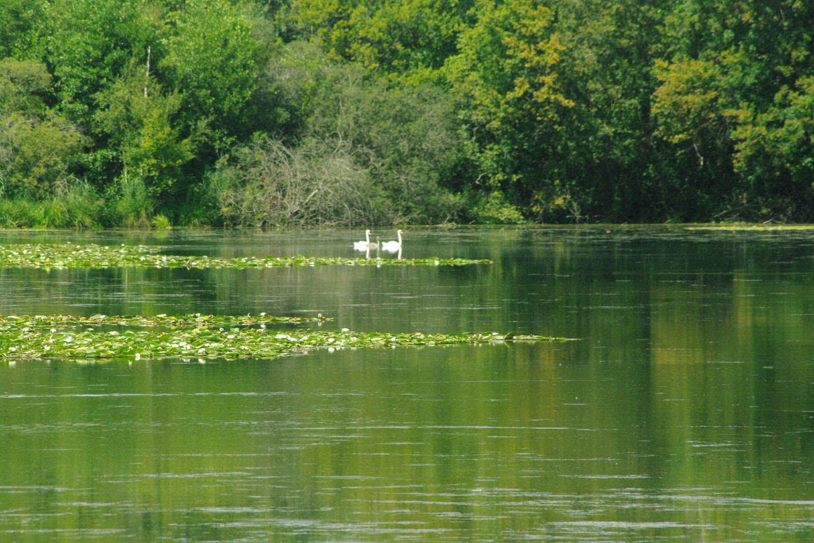 Marais de Fontenay