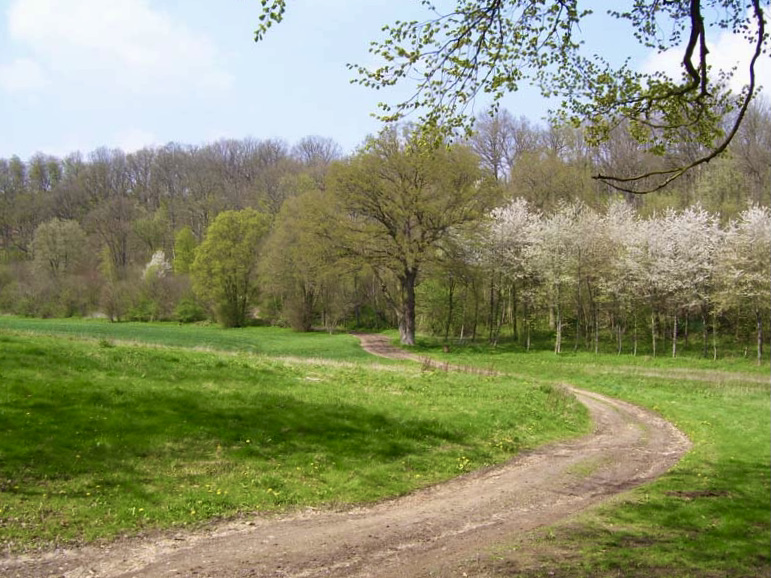 Bois de Saint-Michel