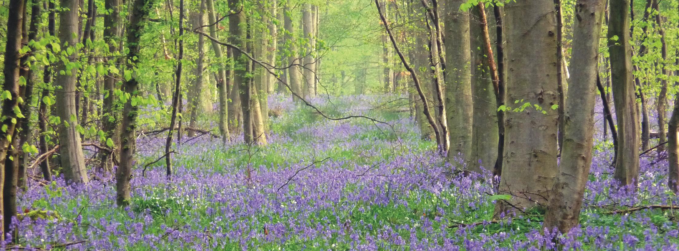 Sentier de la Fontaine Bulant