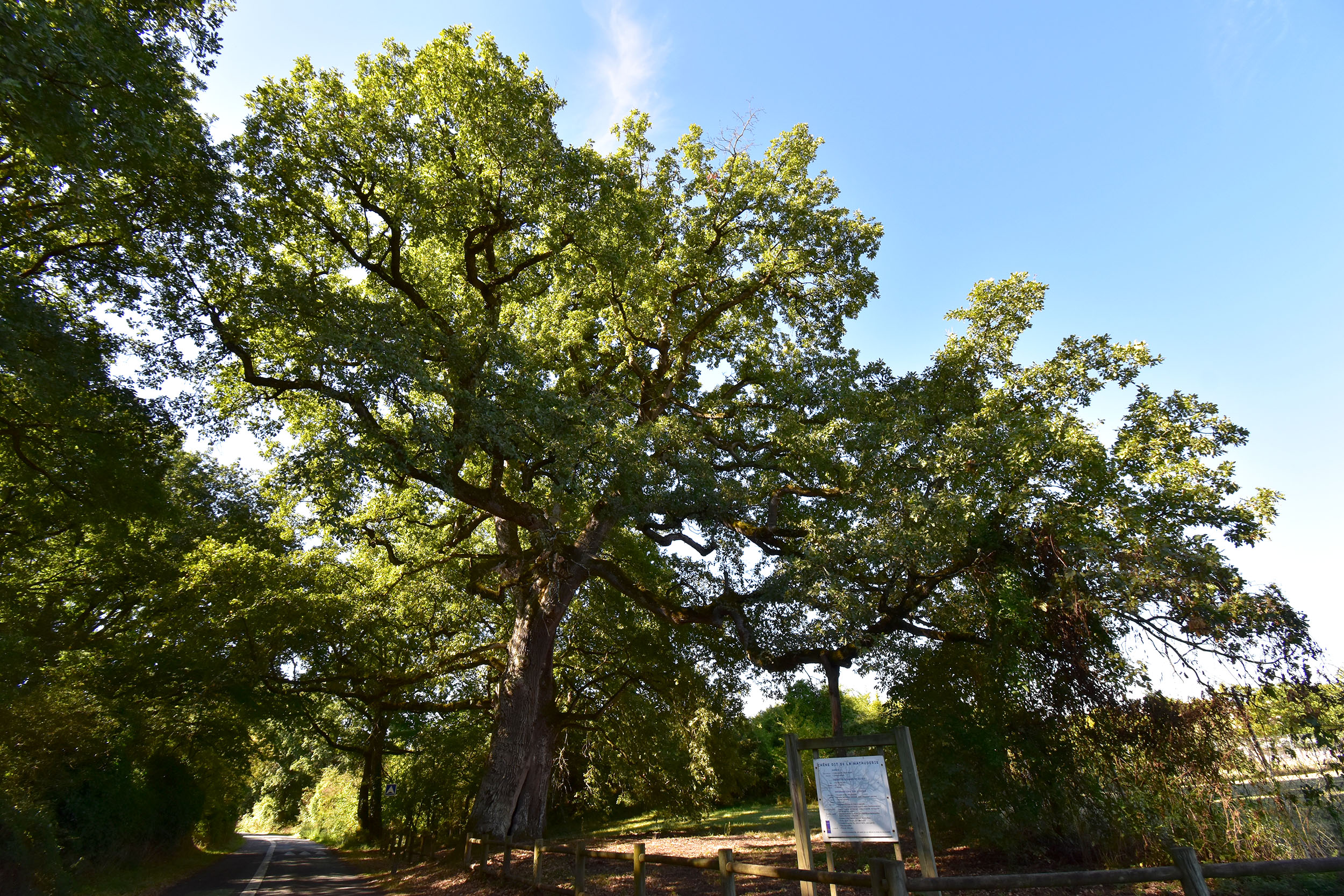 Bois de Fief-Clairet