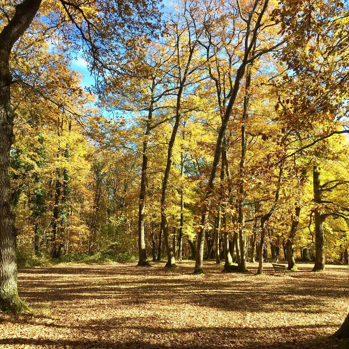Bois de Saint-Pierre