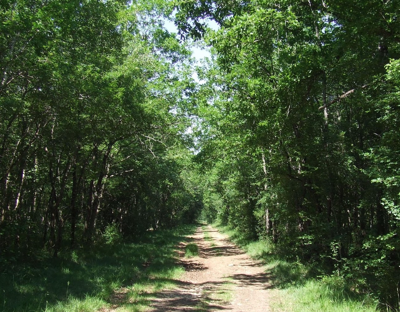 Forêt de la Braconne