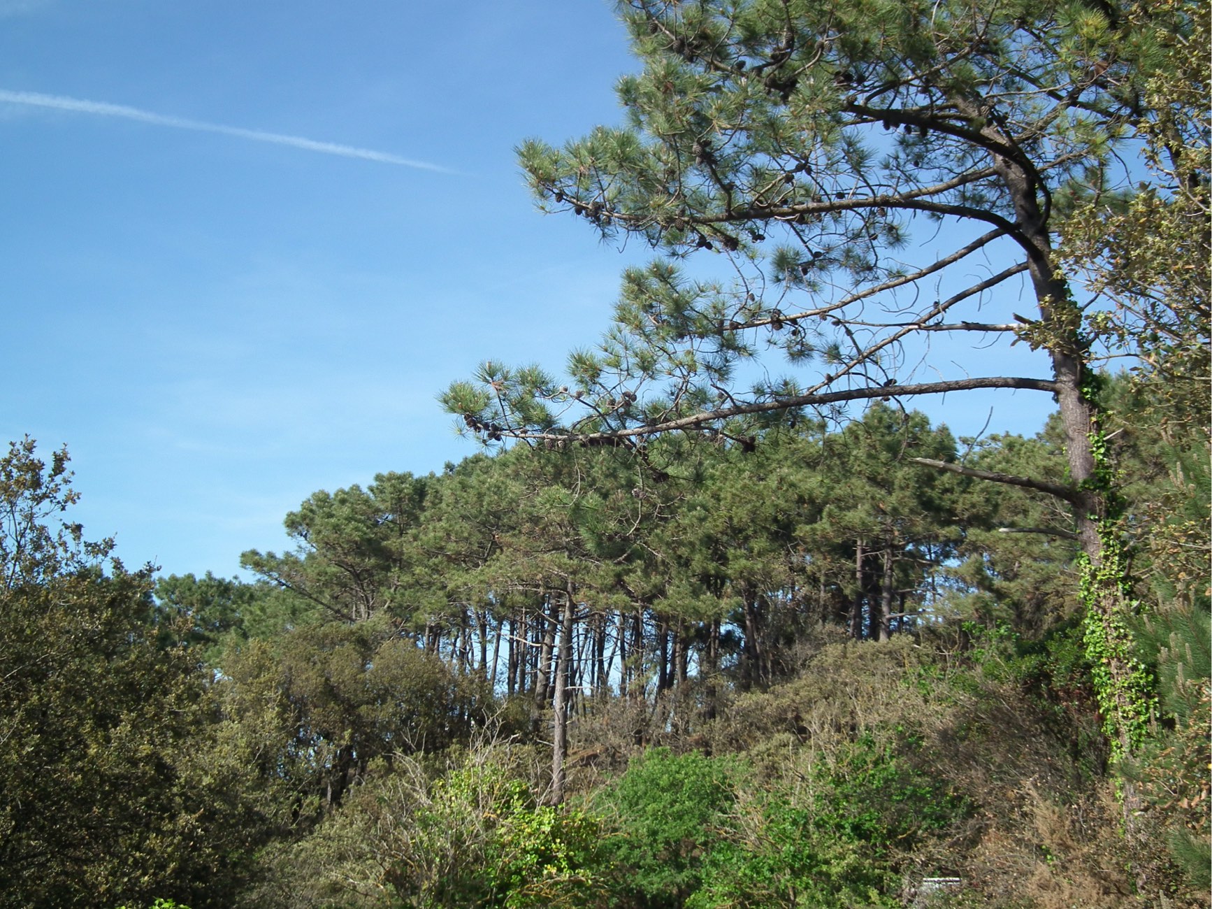 Forêt de Suzac