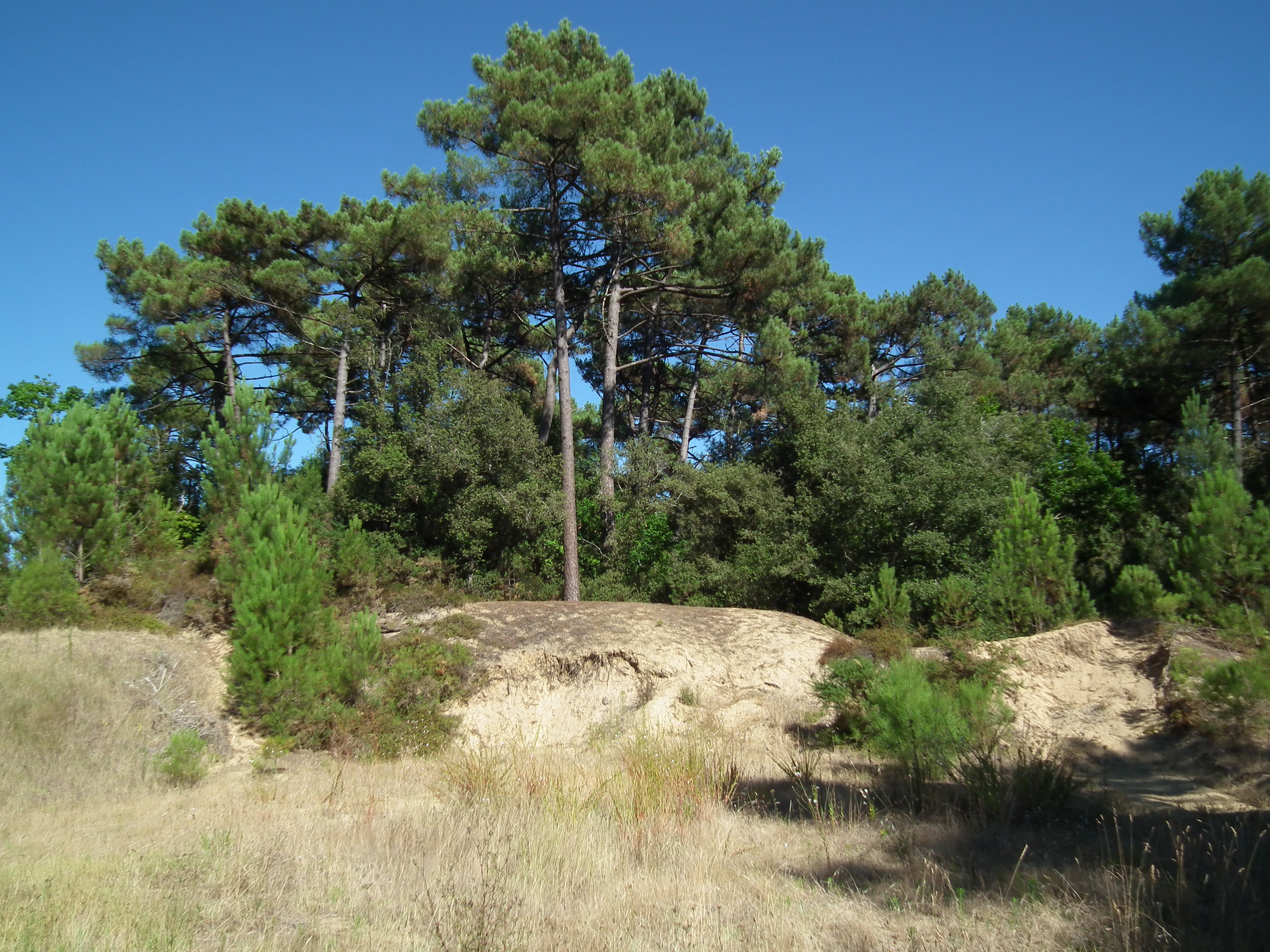 Forêt des Combots d'Ansoine