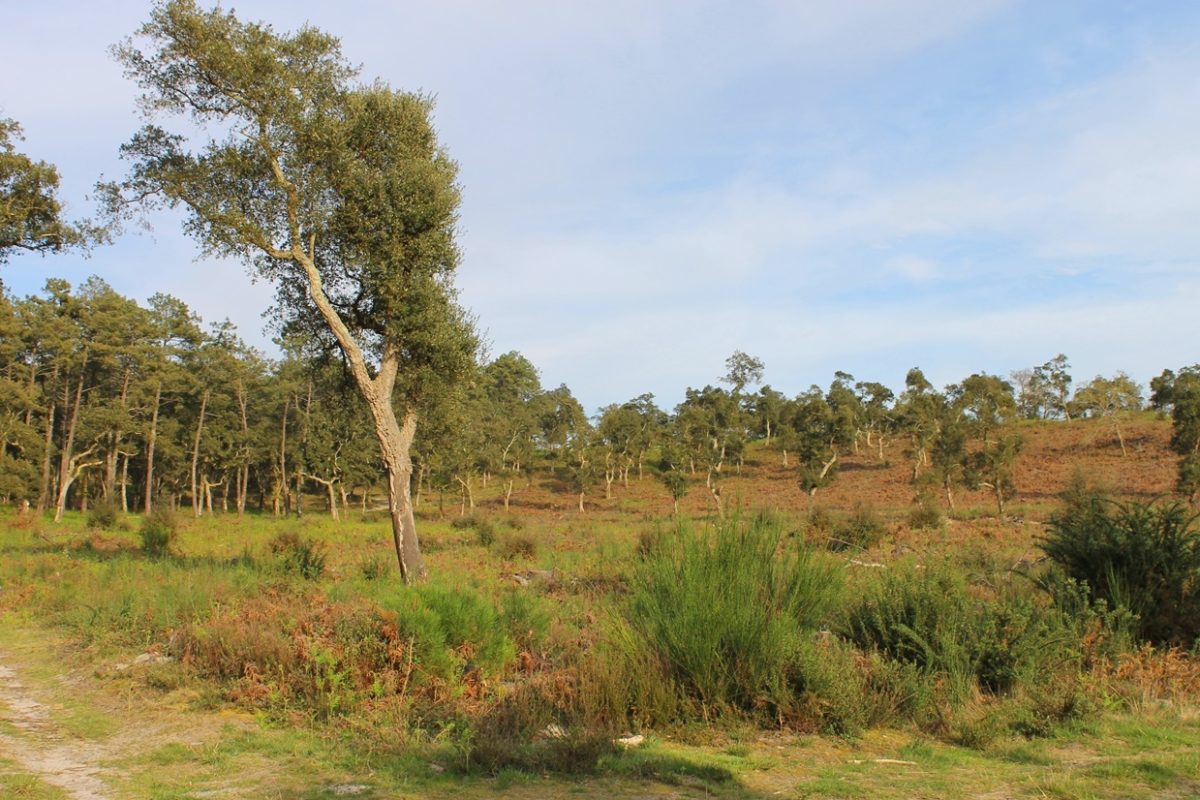 Lagunes de Seignosse