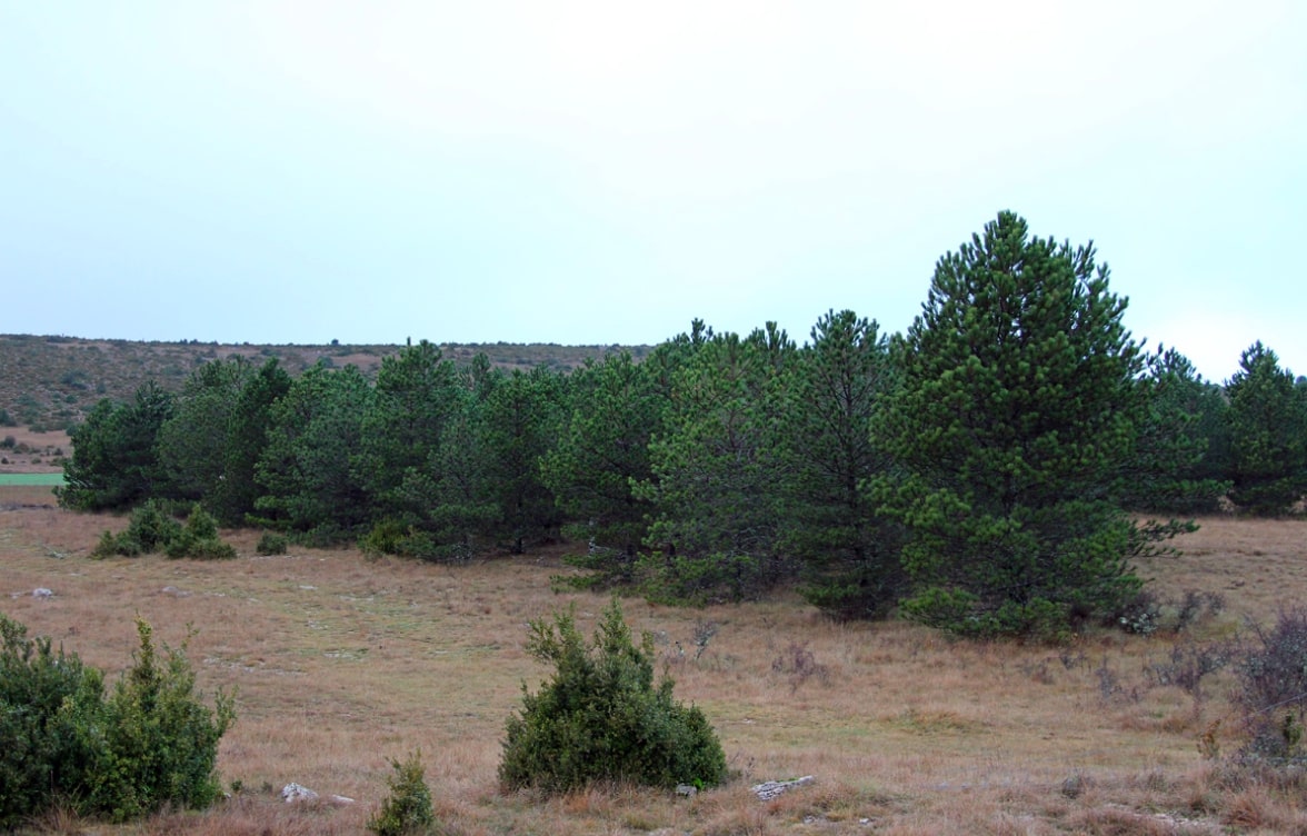 1789 Arbres de la Liberté