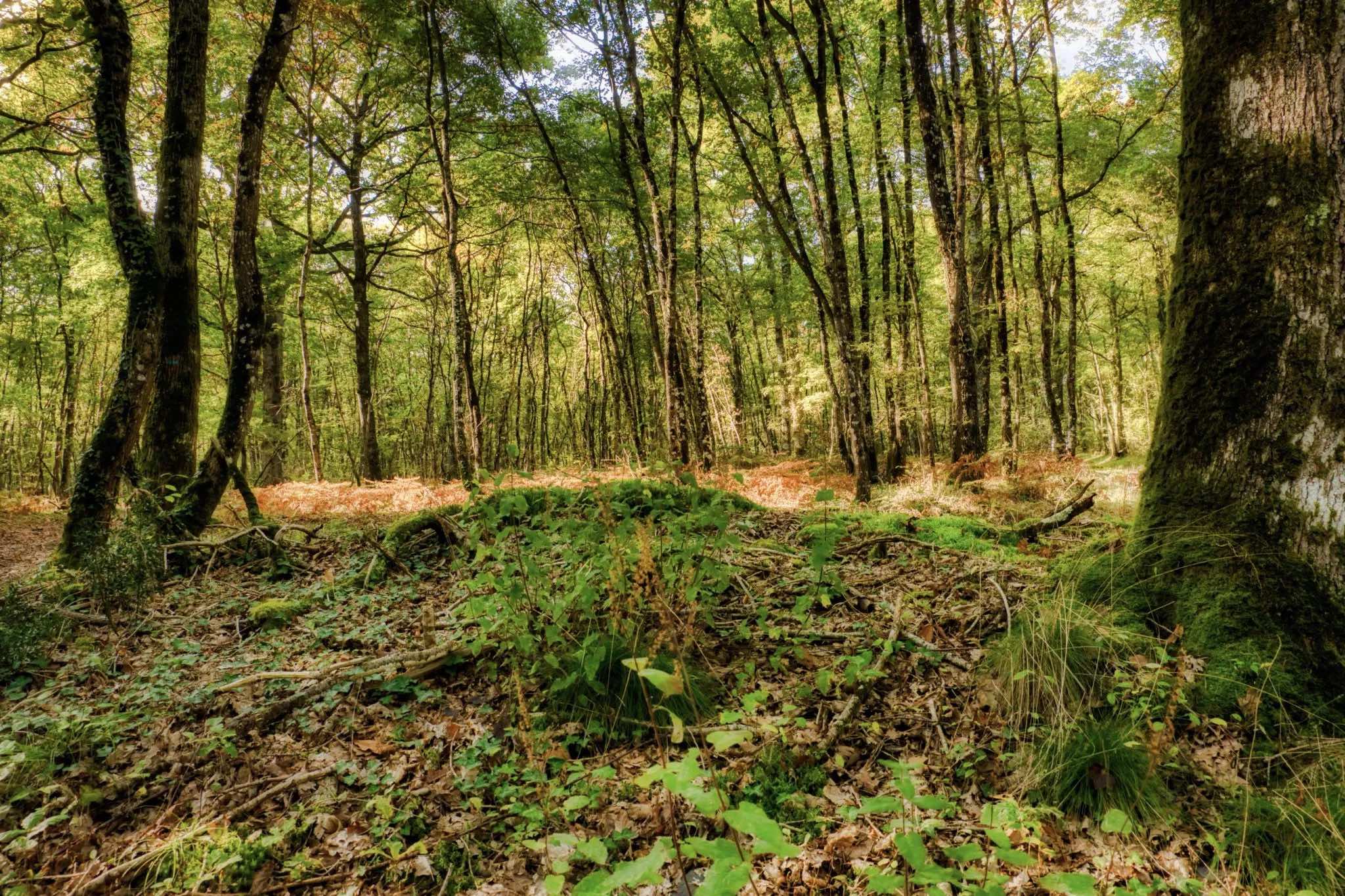 Near Brissac-Quincé