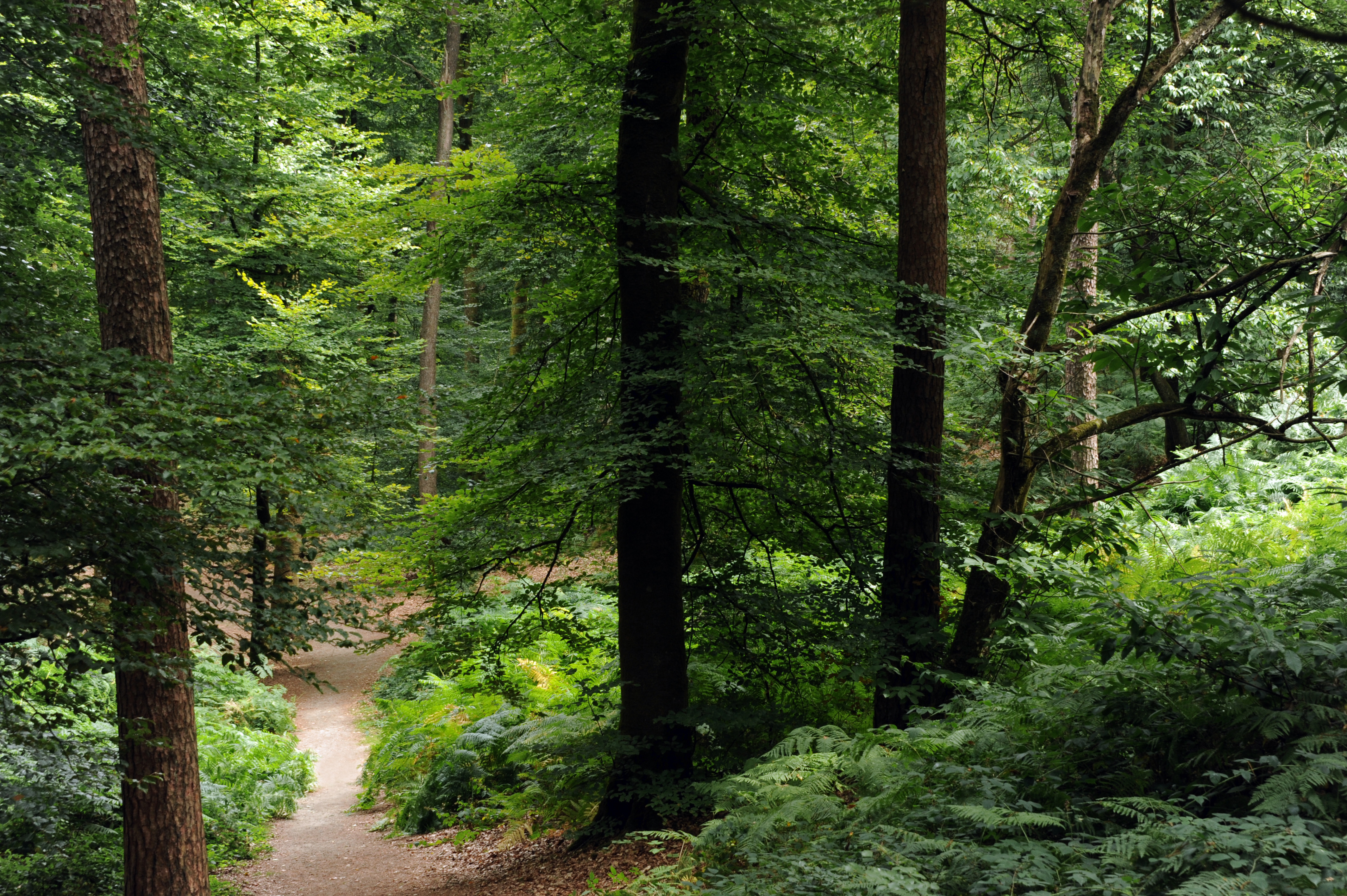 Long Trail in Forêt de Perseigne