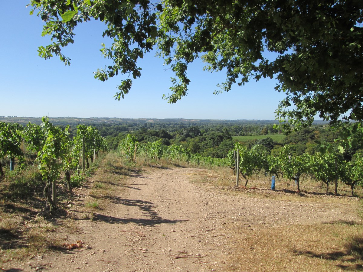 Hills of Savennières