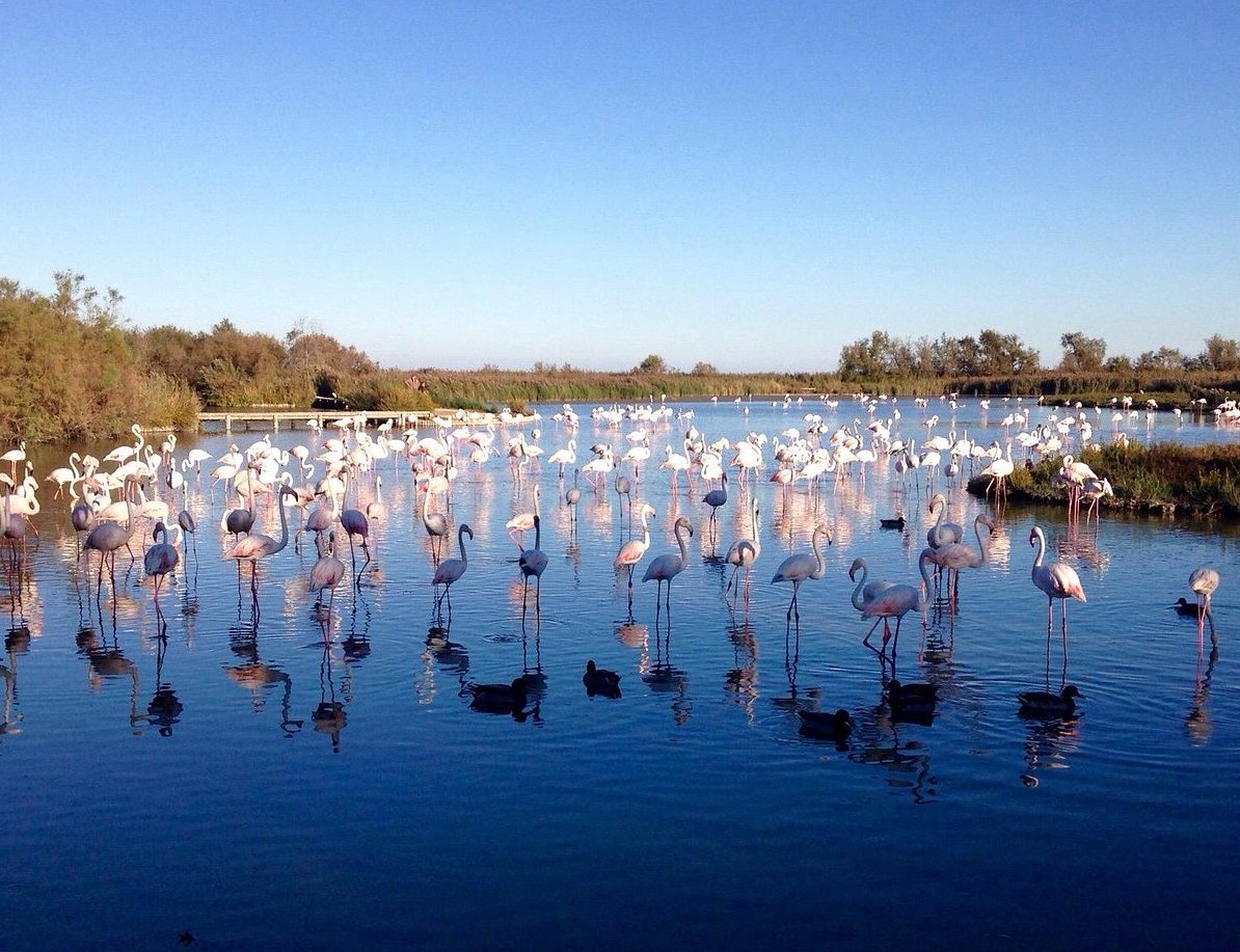 Parc Ornithologique du Pont de Gau