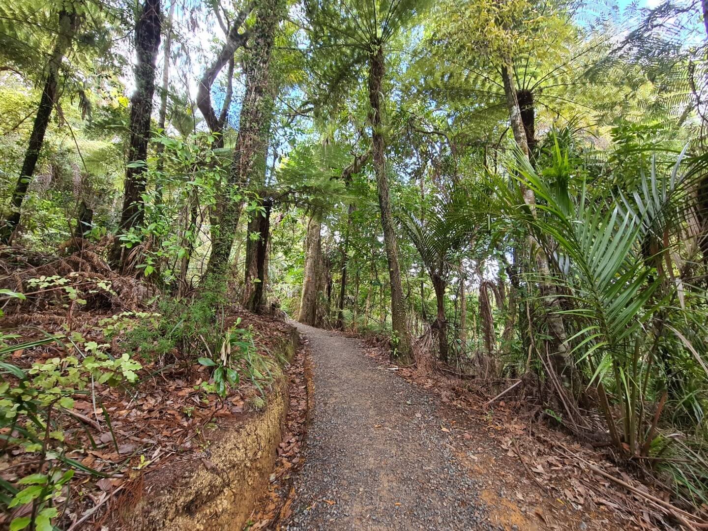 Wairoa Loop Track and Suspension Bridge Track