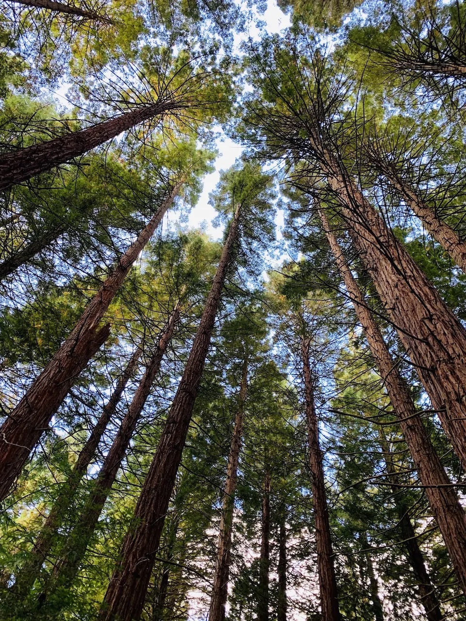  Redwood Quarry Loop Track