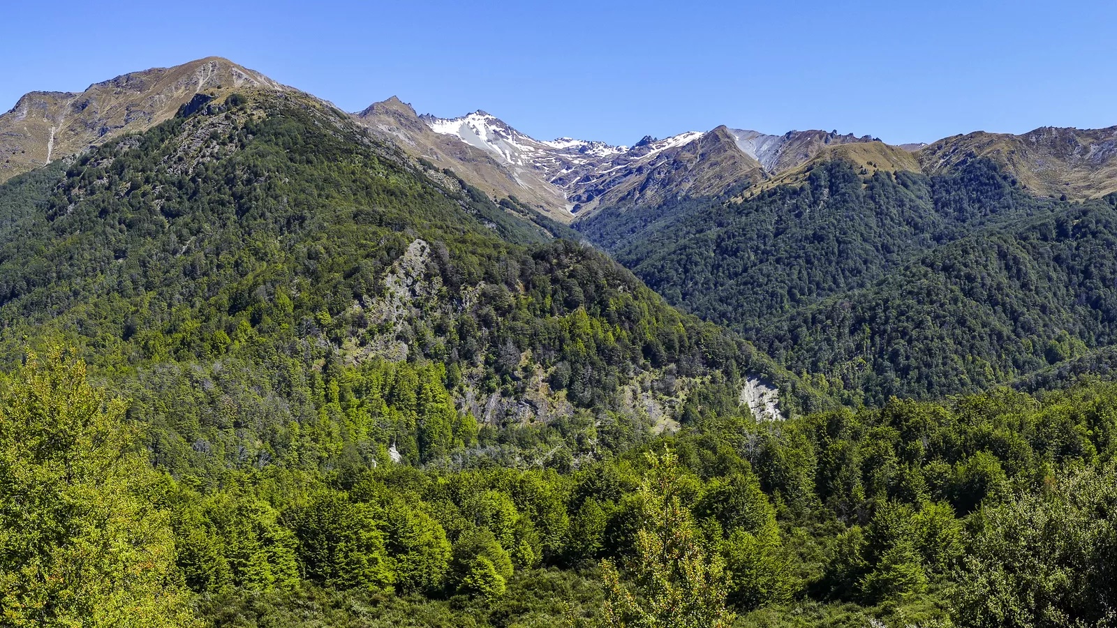 Mount Crichton Loop Track