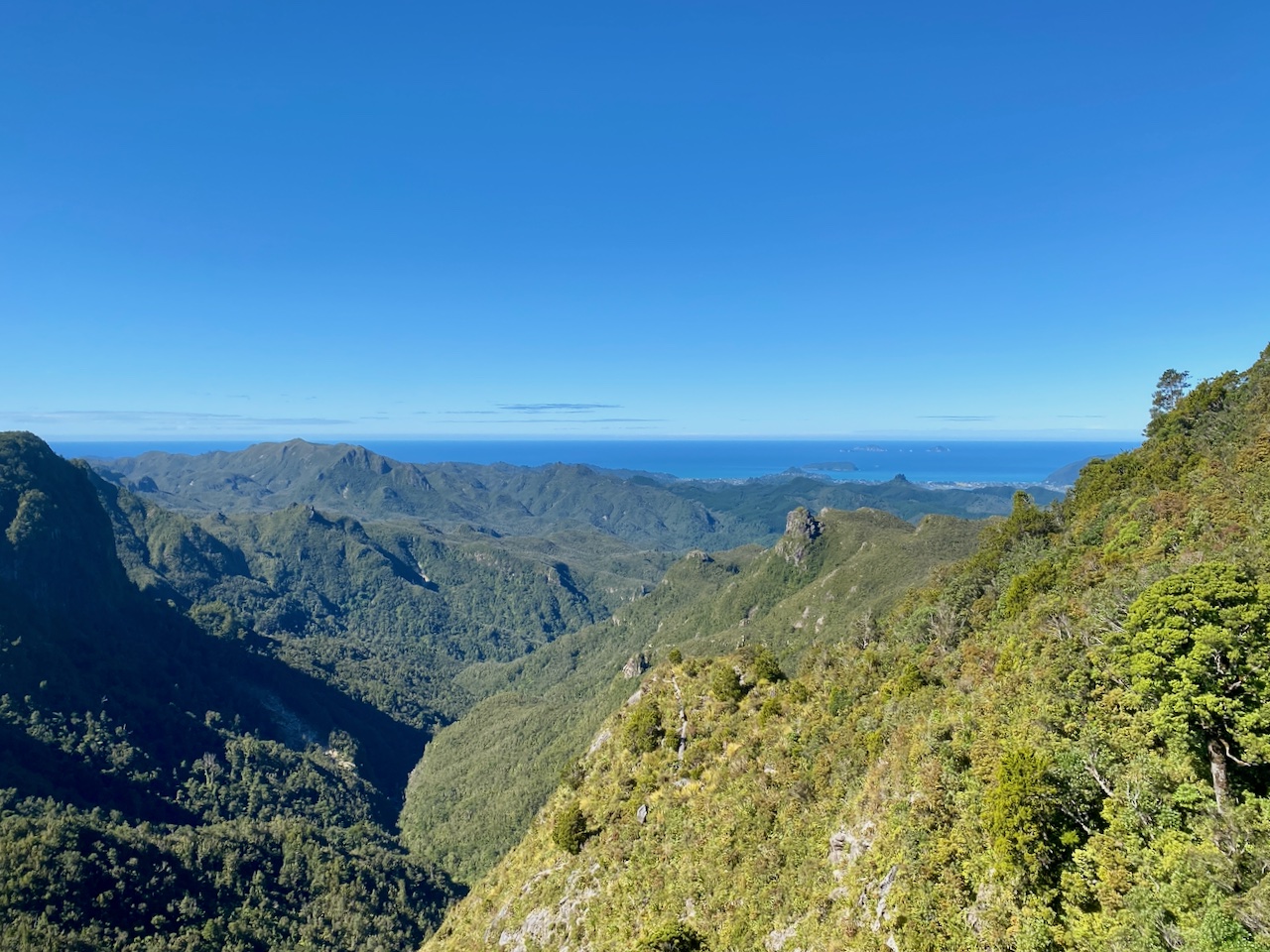Kauaeranga Kauri Trail 