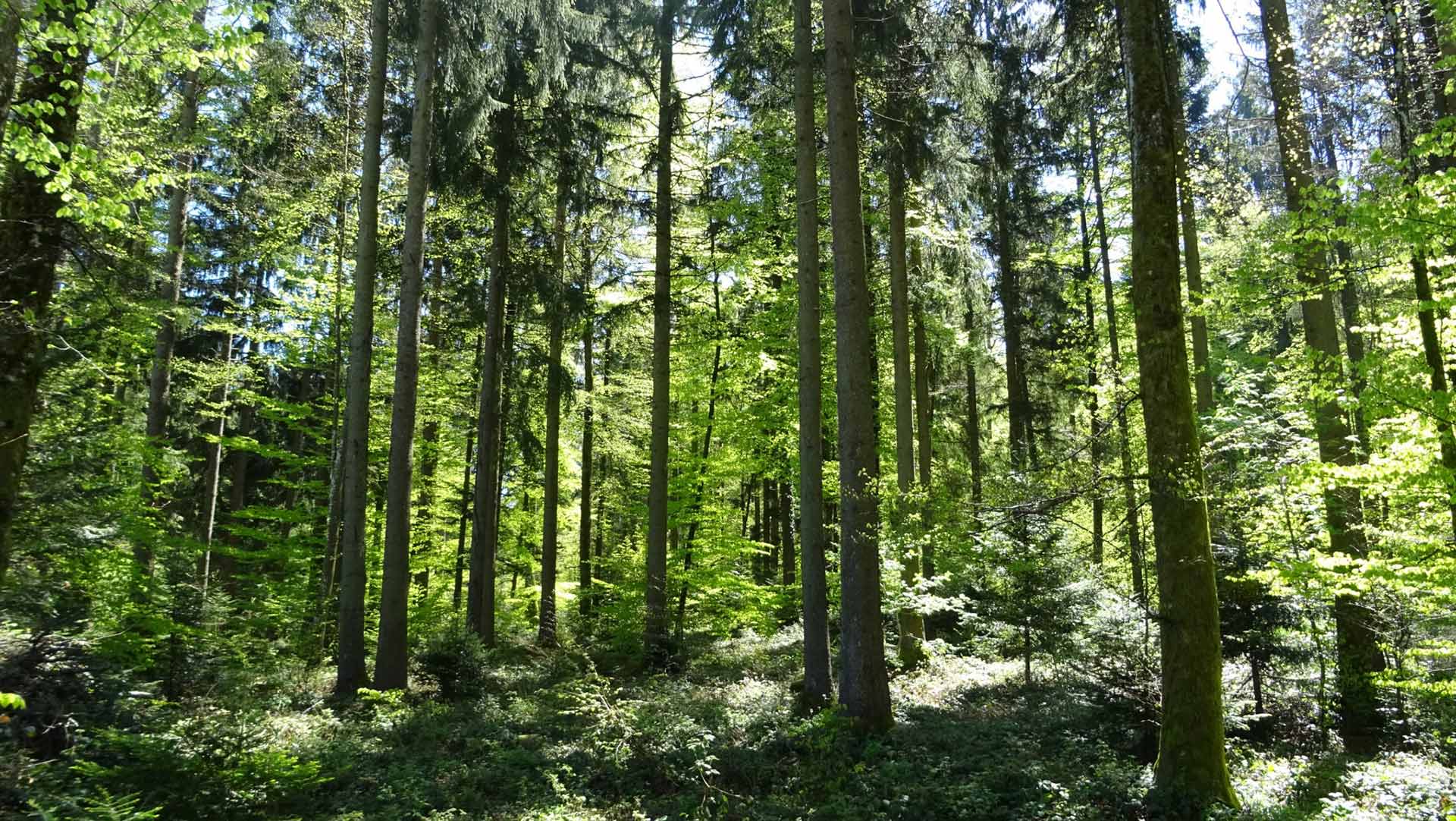 Autour de Chalet-à-Gobet