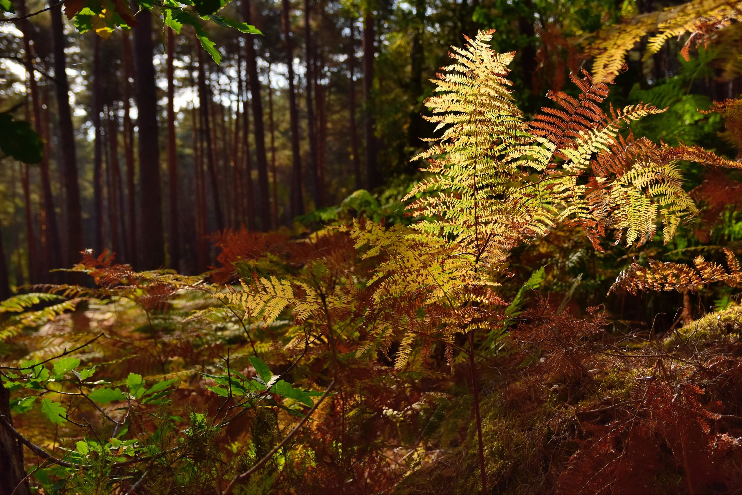 Discover the Fontainebleau forest